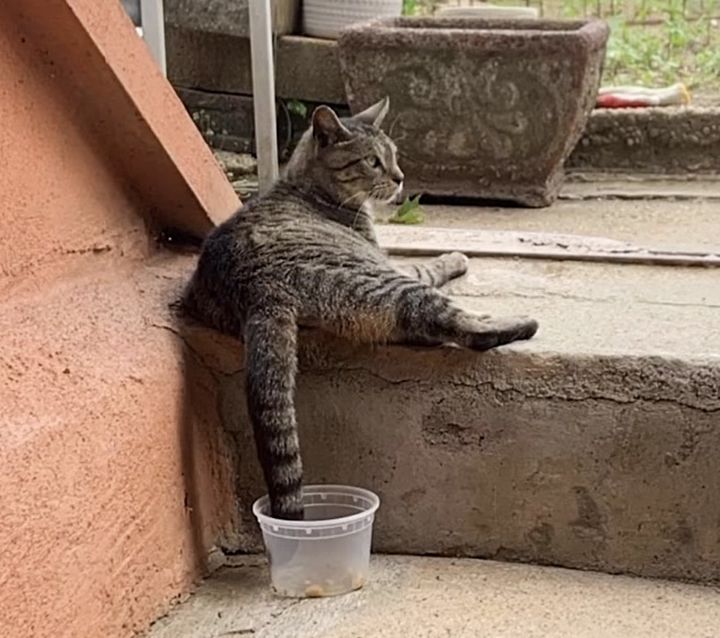 street cat sitting